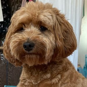 Meet your Posher, Lindsay